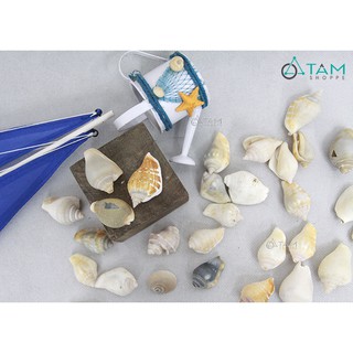 Bịch 200gr vỏ ốc biển trang trí VOOC-03