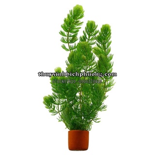CHỒN XANH - CHỒN THÁI - CÂY HẬU CẢNH THUỶ SINH KHÔNG CẦN CO2