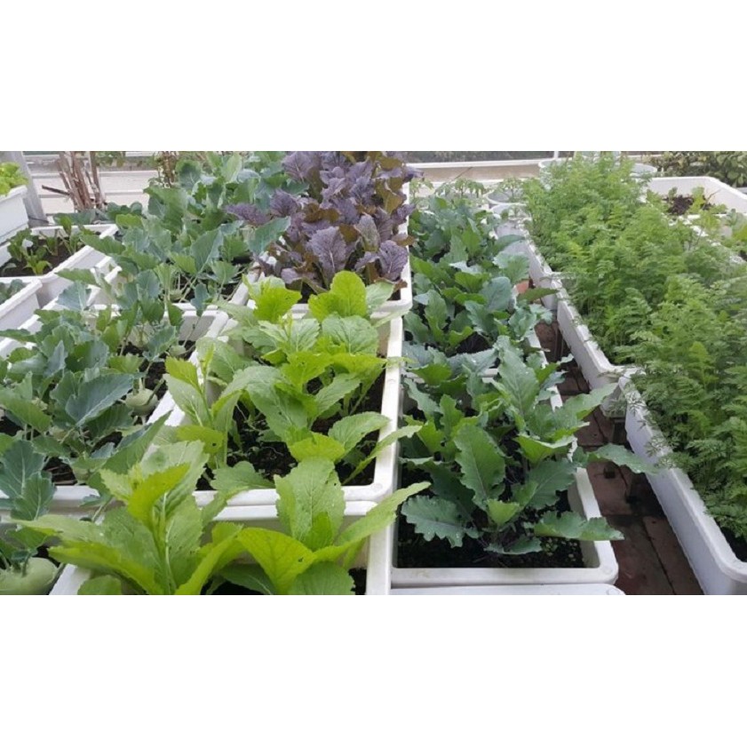 Đất trồng cây tổng hợp: đất sạch, xơ dừa