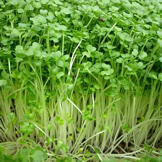 Hạt giống rau mầm cải ngọt, gói 50gr