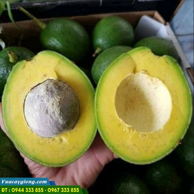 BƠ BOOTH ĐẮK LẮK