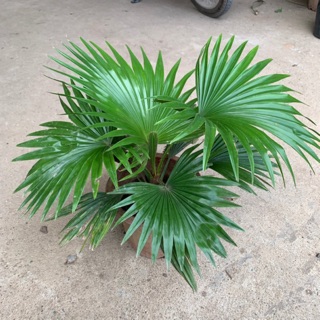 [Giá Tại Vườn] Cây cọ cảnh lá to xanh bóng bán kính 40cm nhiều nhánh lá, thích hợp trồng trang trí sân vườn, nội thất