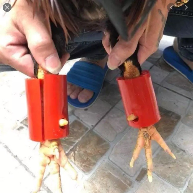 Tạ chân tập lực cho gà chất liệu bằng  - 1 cặp dành cho 1 con gà