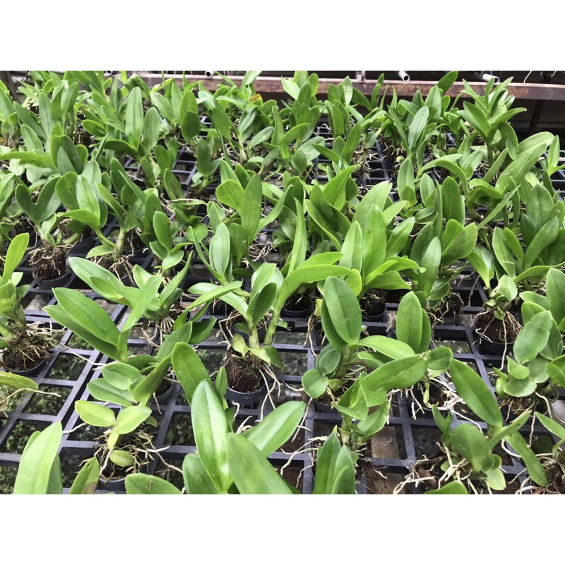 Dendro Nắng Rồng Xanh Cây Giống