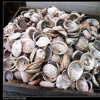 Thạch Quyết Minh ( Cửu Khổng ) khô sạch 100 gram.