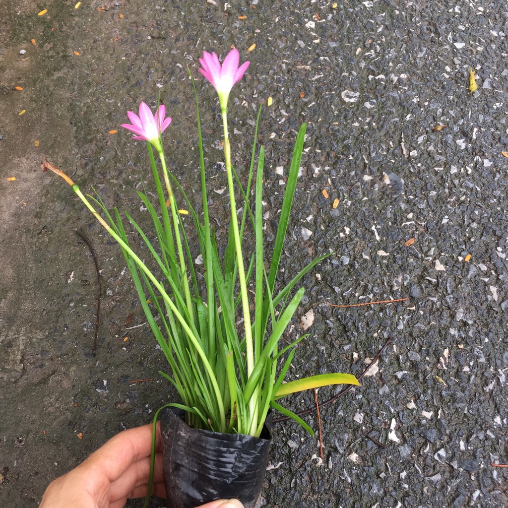 Cây Hoa Tóc Tiên  Trồng Sẵn,Dễ Chăm,Dễ Sống