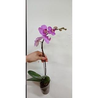 Hoa Lan Hồ Điệp sẵn hoa sẵn nụ chơi tết