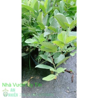 Ổi nữ hoàng sẵn trái