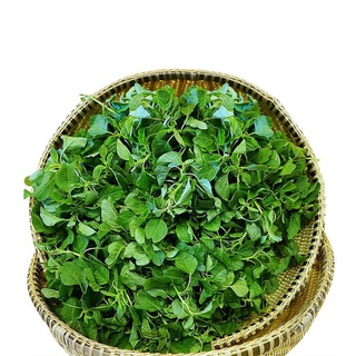 Hạt giống rau dền cơm - Gói 10gram