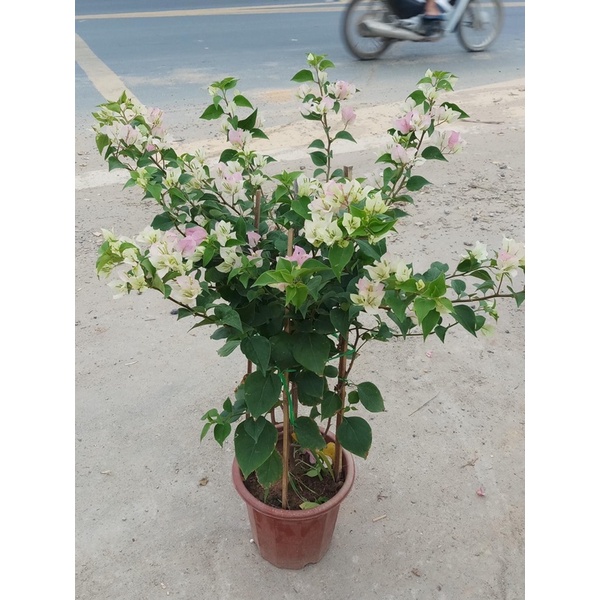 Hoa giấy màu phớt hồng sakura