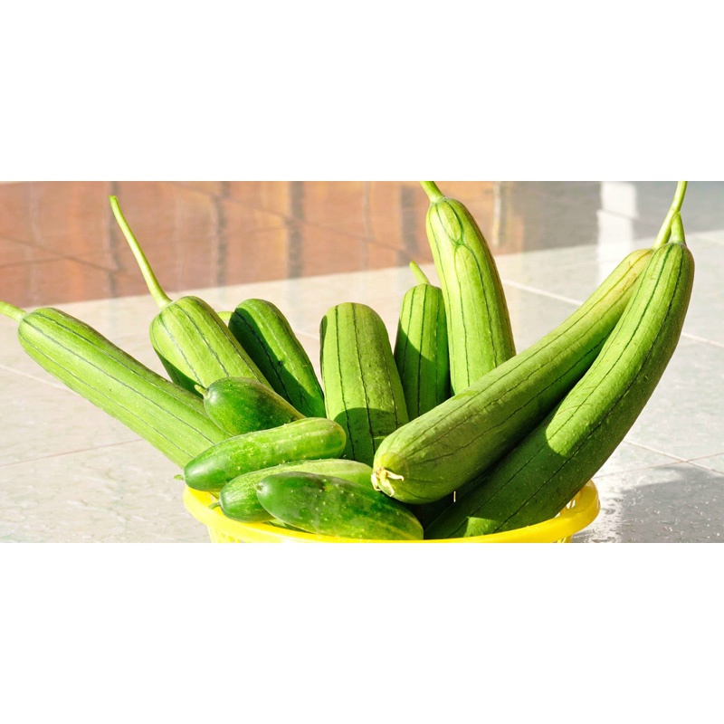 HẠT GIỐNG MƯỚP HƯƠNG