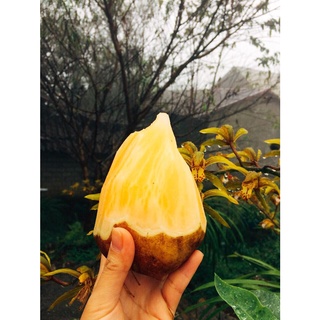 Hà nội - - khoai sâm đất - y tý - lào cai không thối