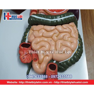Mô Hình Hệ Tiêu Hóa Người