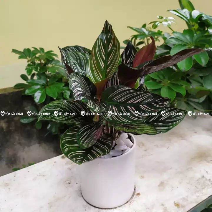 Cây Đuôi Công Tím để bàn - Calathea Medallion