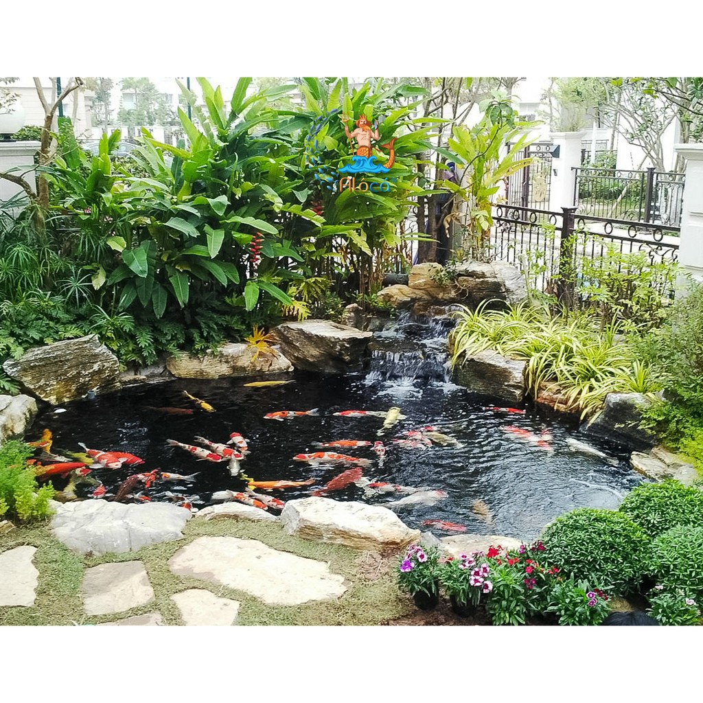 Nấm hút đáy hồ Koi, hồ cá cảnh phi 30cm loại cao cấp