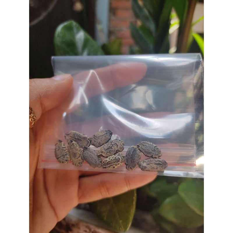Hạt Giống Khổ Qua Rừng