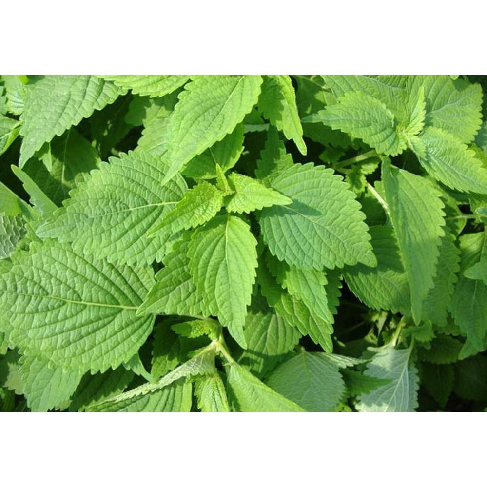 HẠT GIỐNG KINH GIỚI CAO SẢN (NN.92) 5G