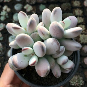 Sen đá sỏi tím - Cotyledon Orbiculata