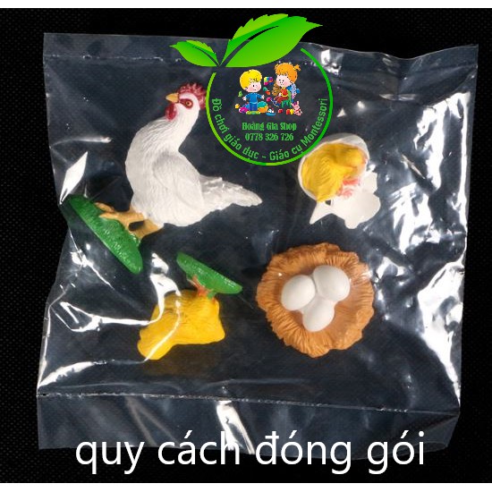 Vòng đời của gà - Chicken Life Cycle