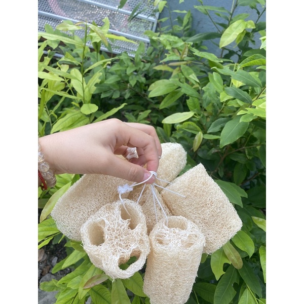 Bông Tắm Xơ Mướp Tẩy Tế Bào Chết -Xơ Mướp Tự Nhiên- Rửa Mặt- Rửa chén- Xơ Mướp Tắm Sạch Da -Xơ To Đẹp