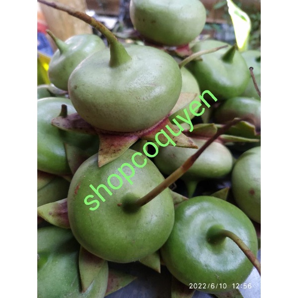 Trái bần non tươi làm thuốc 1 ký