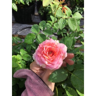 Hồng Claude Monet