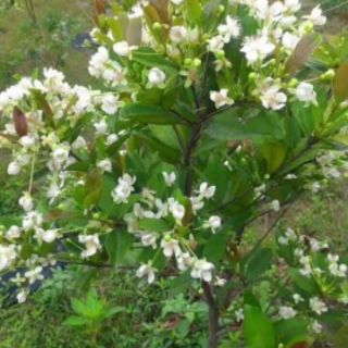 CÂY GIỐNG CHERRY MỸ ĐỎ