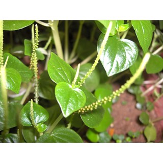 0,5gr - HẠT GIỐNG RAU CÀNG CUA
