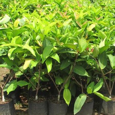 Cây giống mận An Phước_roi đỏ An Phước_Cây nhánh chiết cao 70-80cm