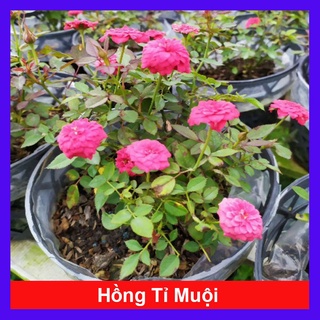 caykiengsadec - Cây Hoa Hồng Tỉ Muội (giao màu ngẫu nhiên)