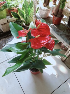 Cây Hồng Môn