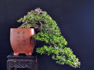 Cây giống linh sam siêu bông