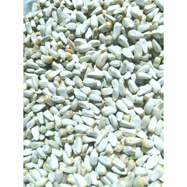 Hạt Kham 1kg
