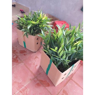 1 Khóm gừng núi đá lạng sơn