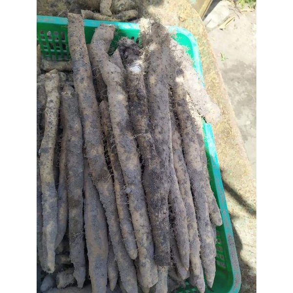 Củ khoai mài  tươi loại 1. củ đào trong rừng