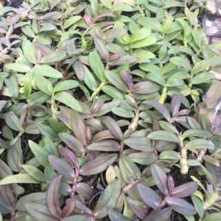 Phi điệp cây giống
