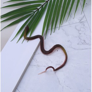 🔥 Đồ chơi rắn giả bằng cao su💥CÓ SẴN💥CHỌN MẪU💥FOLLOW TẶNG 3K]💥VOUCHER 100K🔥