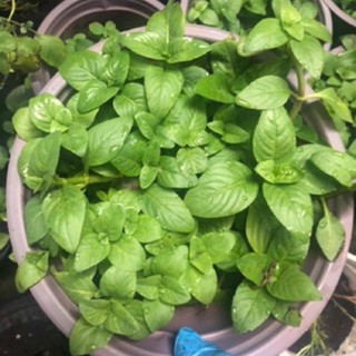 Chậu cây rau Quế Vị Xá Xị Limnophila rugosa