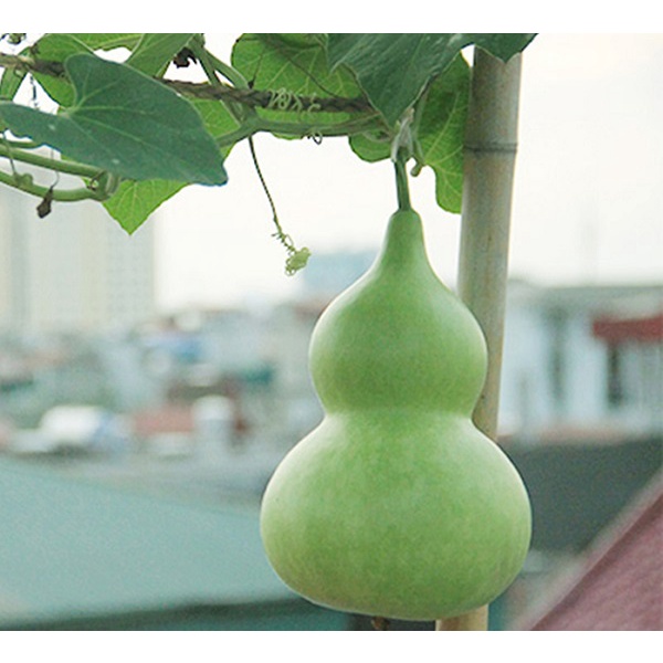 Hạt Giống Bầu Hồ Lô Cao Sản Phú Nông Cho Trái To- Gói 1gr (HPN-050)