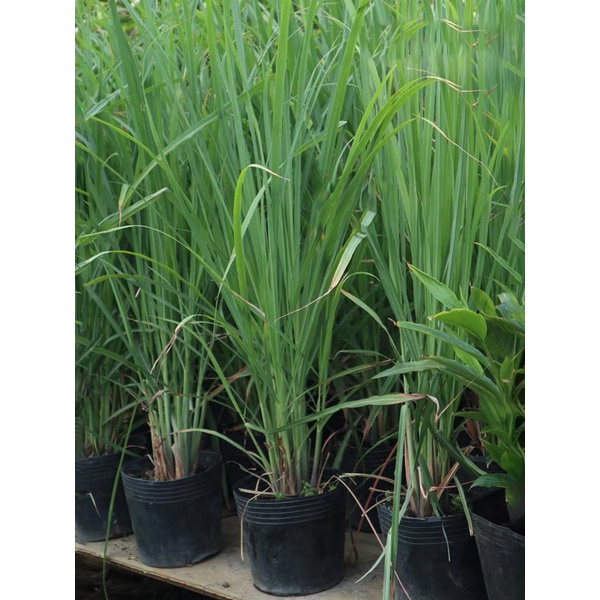Cây Sả giống dạng bụi