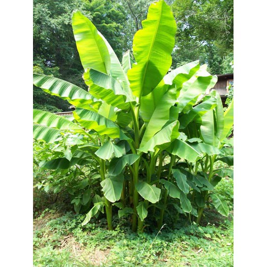Lá Chuối Tươi 3kg Gói Bánh Gói Nem (giảm giá sập sàn vào ngày 6 hàng tháng)