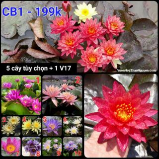 [RẺ VÔ ĐỊCH] CB1 combo Bộ cây hoa súng Thái Lan 6 màu tự chọn