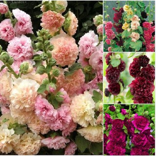 Hạt giống hoa mãng đình hồng kép mix 50 hạt ( kèm 3 viên nén kích thích ươm hạt )