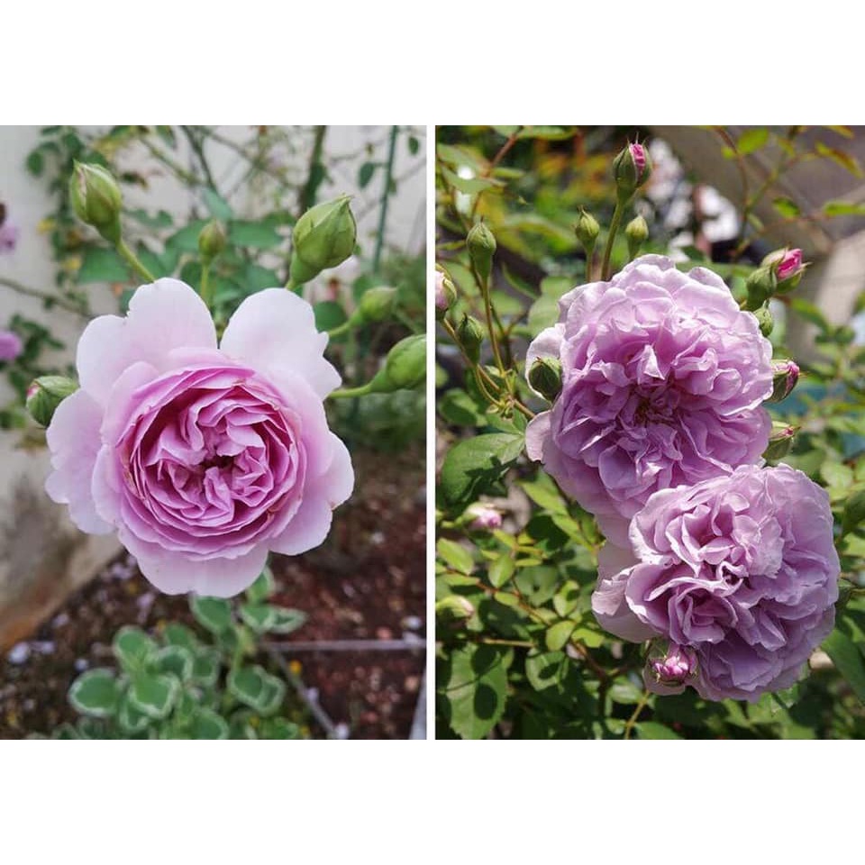 Hoa hồng leo Rainy Blue Rose bông hồng tím mộng mơ-Hoangoaimelinh