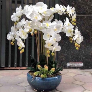 Chậu lan hồ điệp 9cành - hoa giả siêu đẹp