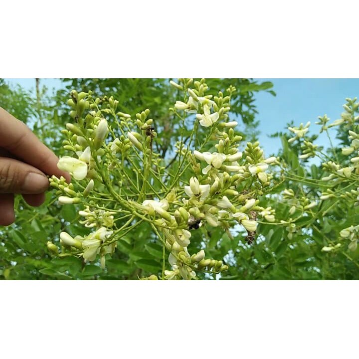 Trà Hoa hòe khô - Thái Bình