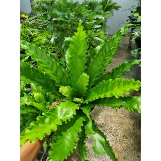 Cây dương xỉ rồng