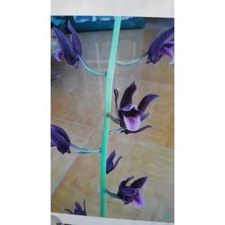 Củ giống ĐỊA LAN LUÂN TỨ SĂC mixx đủ màu, CÓ ĐỦ 4 MÀU ĐỂ CHỌN-CỦ GIỐNG