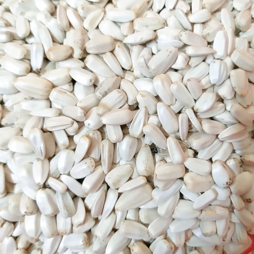 [Mã PET50K giảm Giảm 10% - Tối đa 50K đơn từ 250K] 0,5kg hướng dương trắng nhỏ Ai Cập / lớn Kenya
