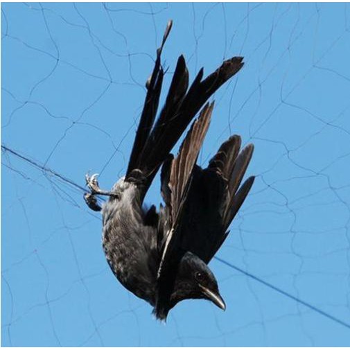 Lưới bẫy chim cu gáy, gà rừng